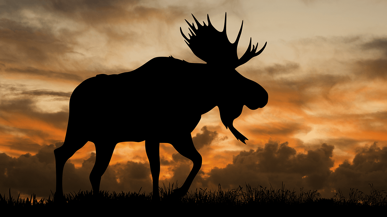 Moose Wallpapers - Wallpaper Cave