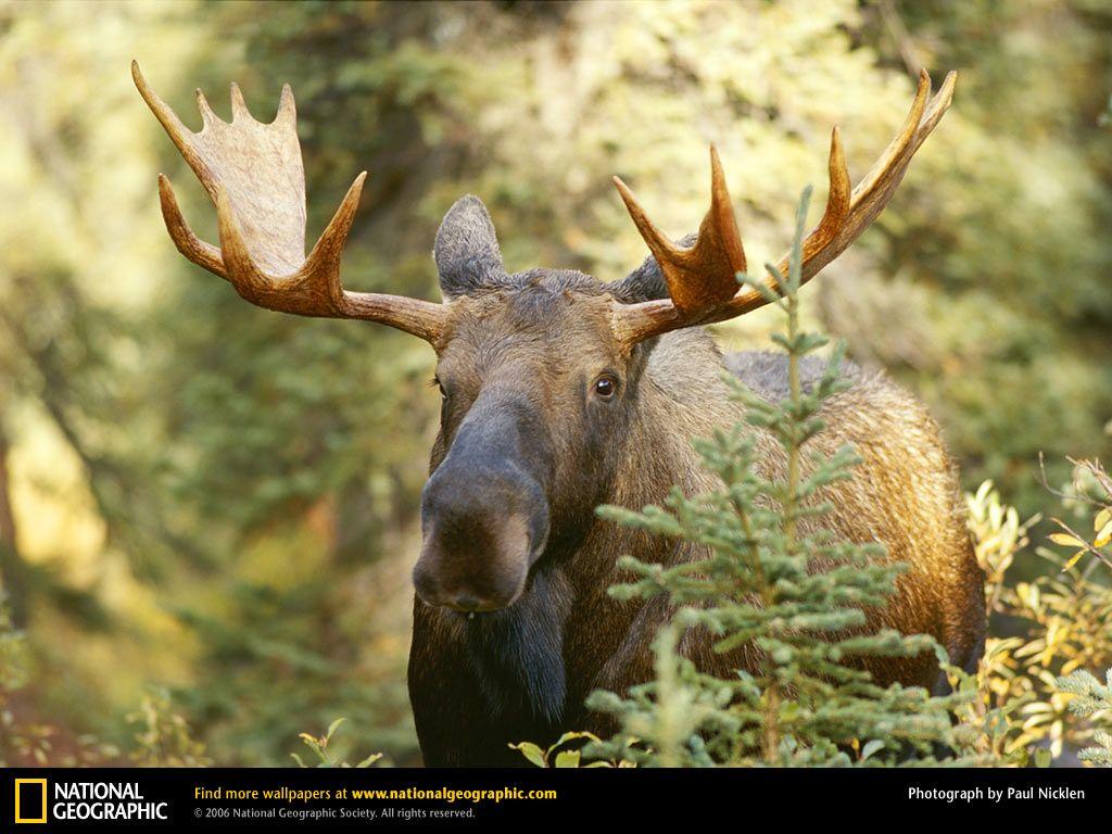 Image detail for -Moose Picture, Moose Desktop Wallpaper, Free