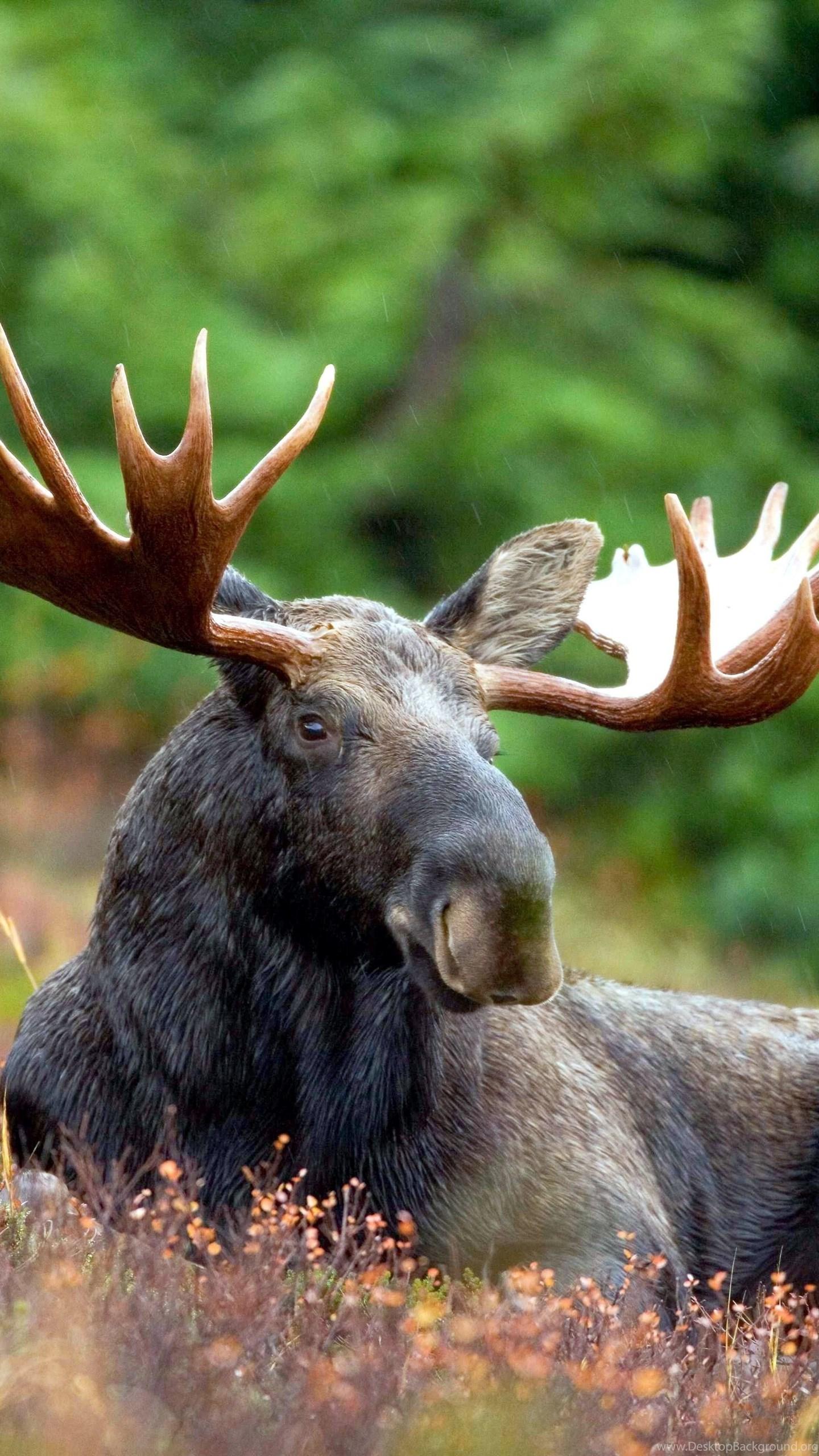 Animals, Moose Wallpaper HD Desktop Background