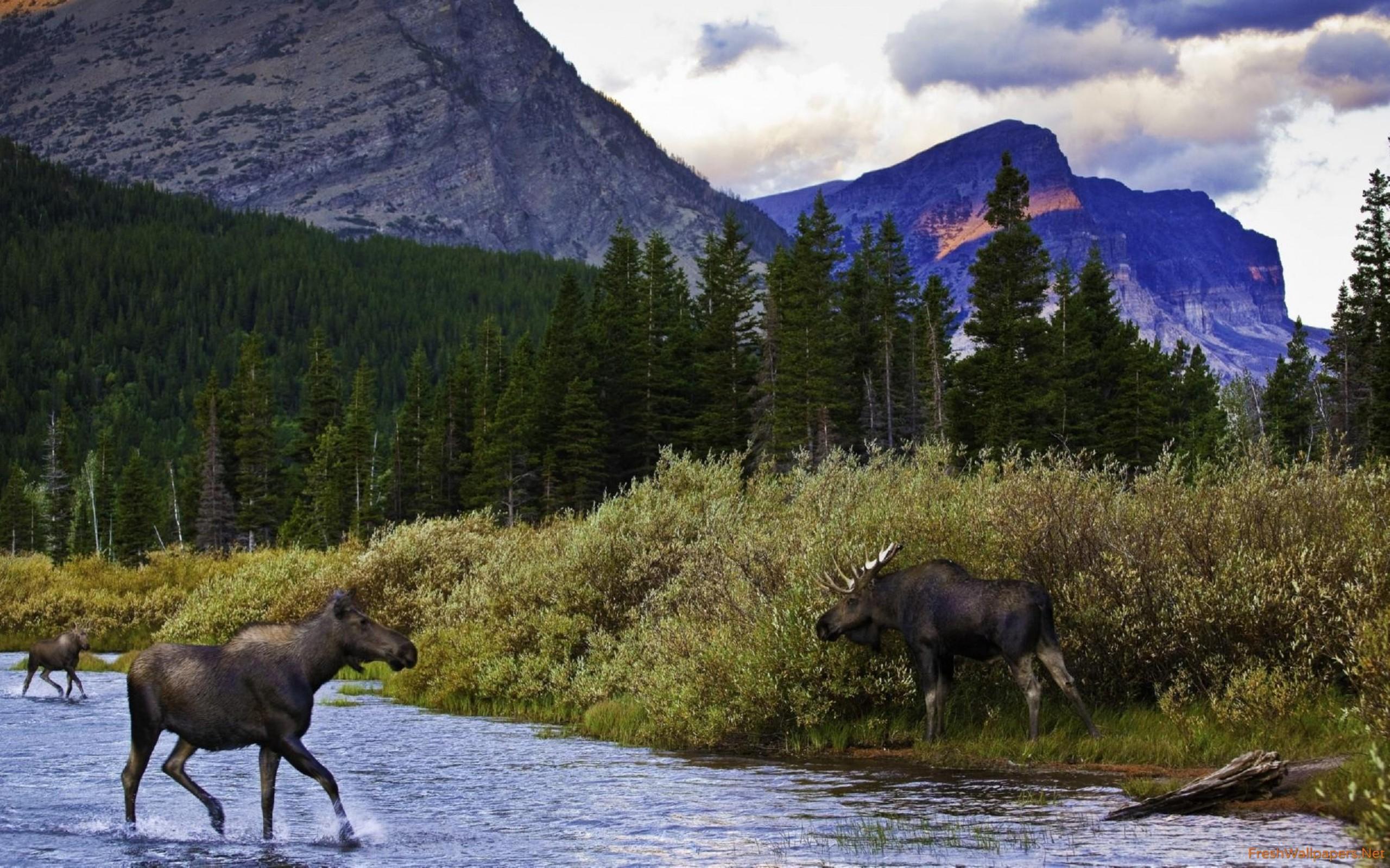 Moose in the mountain lake wallpaper
