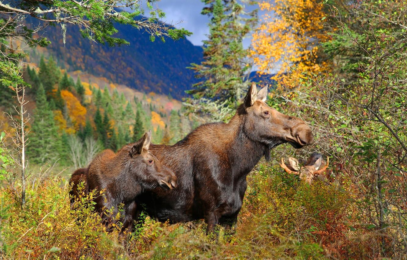 Wallpaper autumn, forest, family, moose, October, Moose image