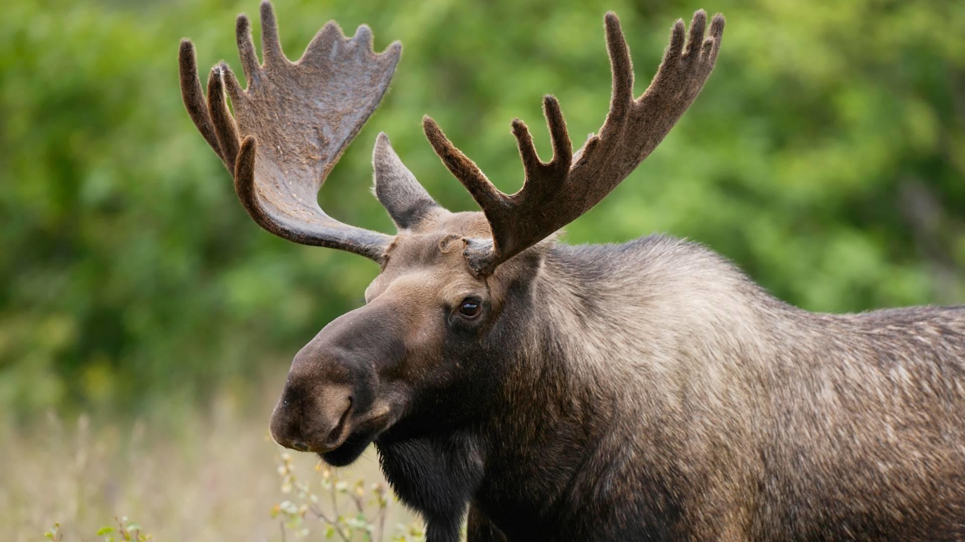 Moose Wallpaper background picture