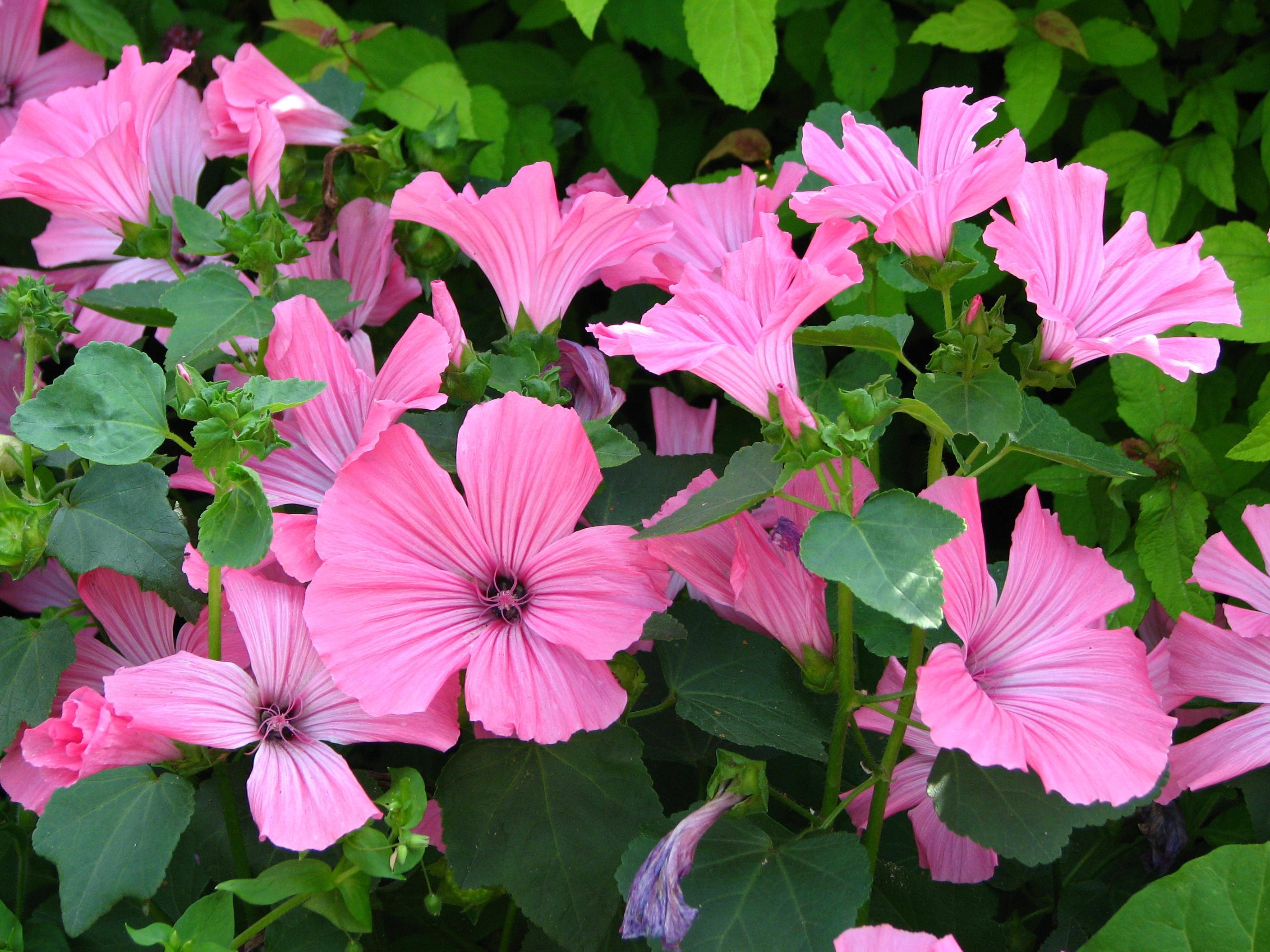 Lavatera trimestris Pink Beauty