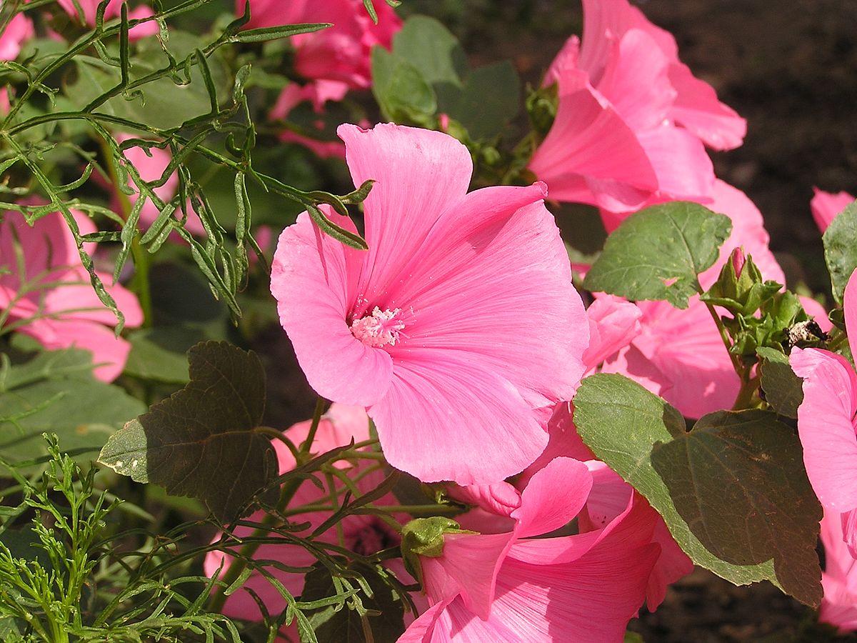 Lavatera trimestris