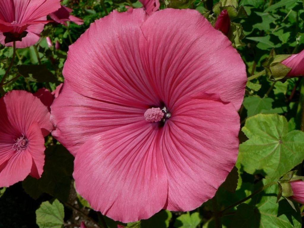 Lavatera Trimestris, rose mallow / Salmon Beauty
