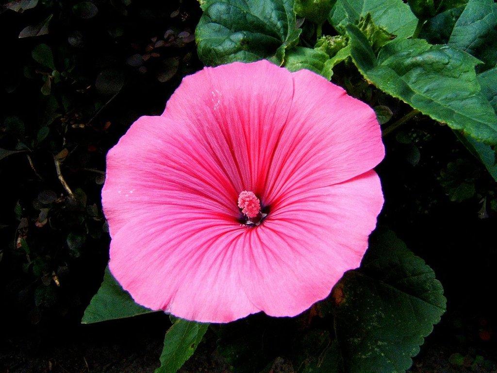 Lavatera Trimestris, rose mallow Silver Cup. Heirloom