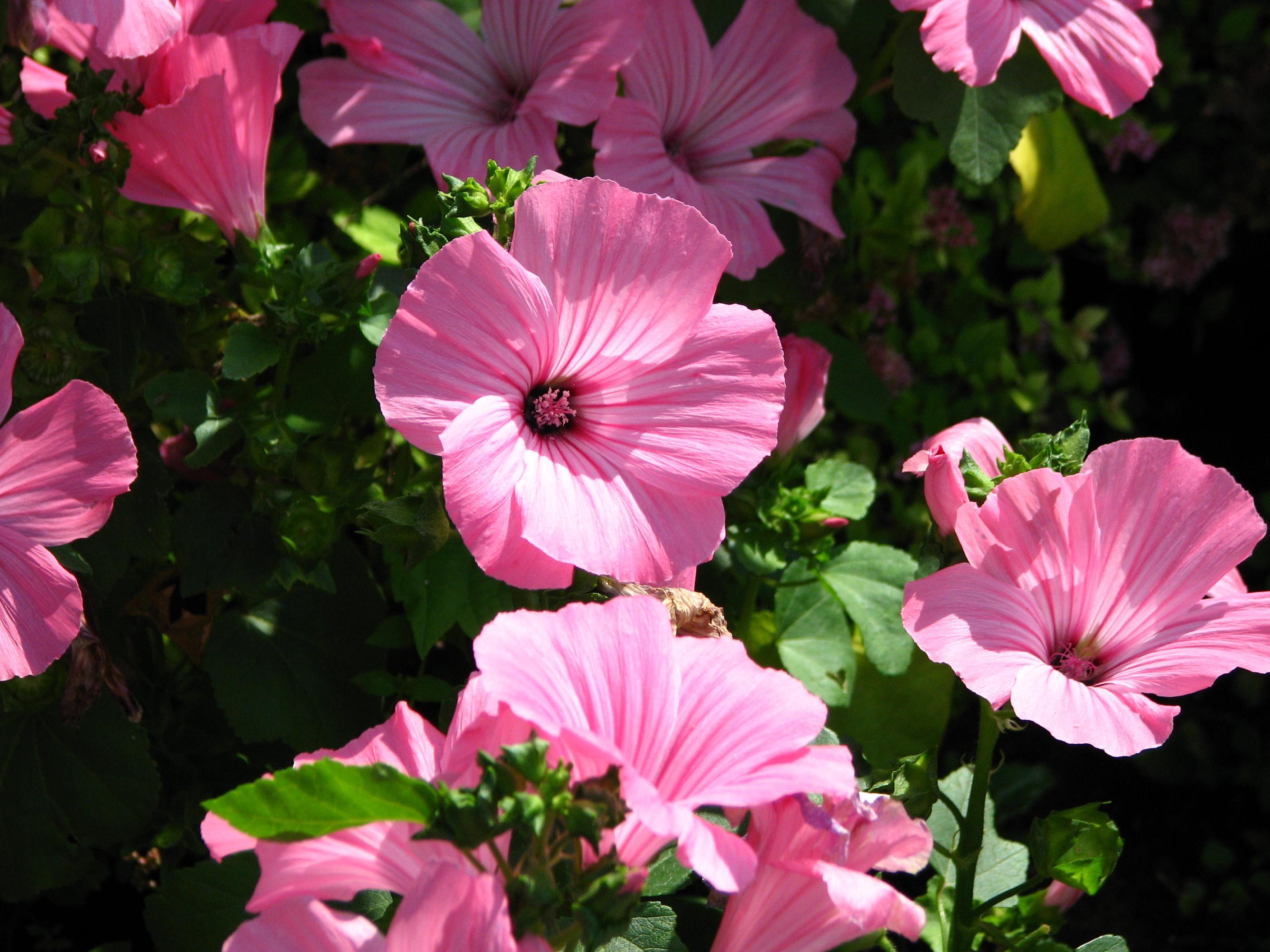 Lavatera trimestris Pink Beauty