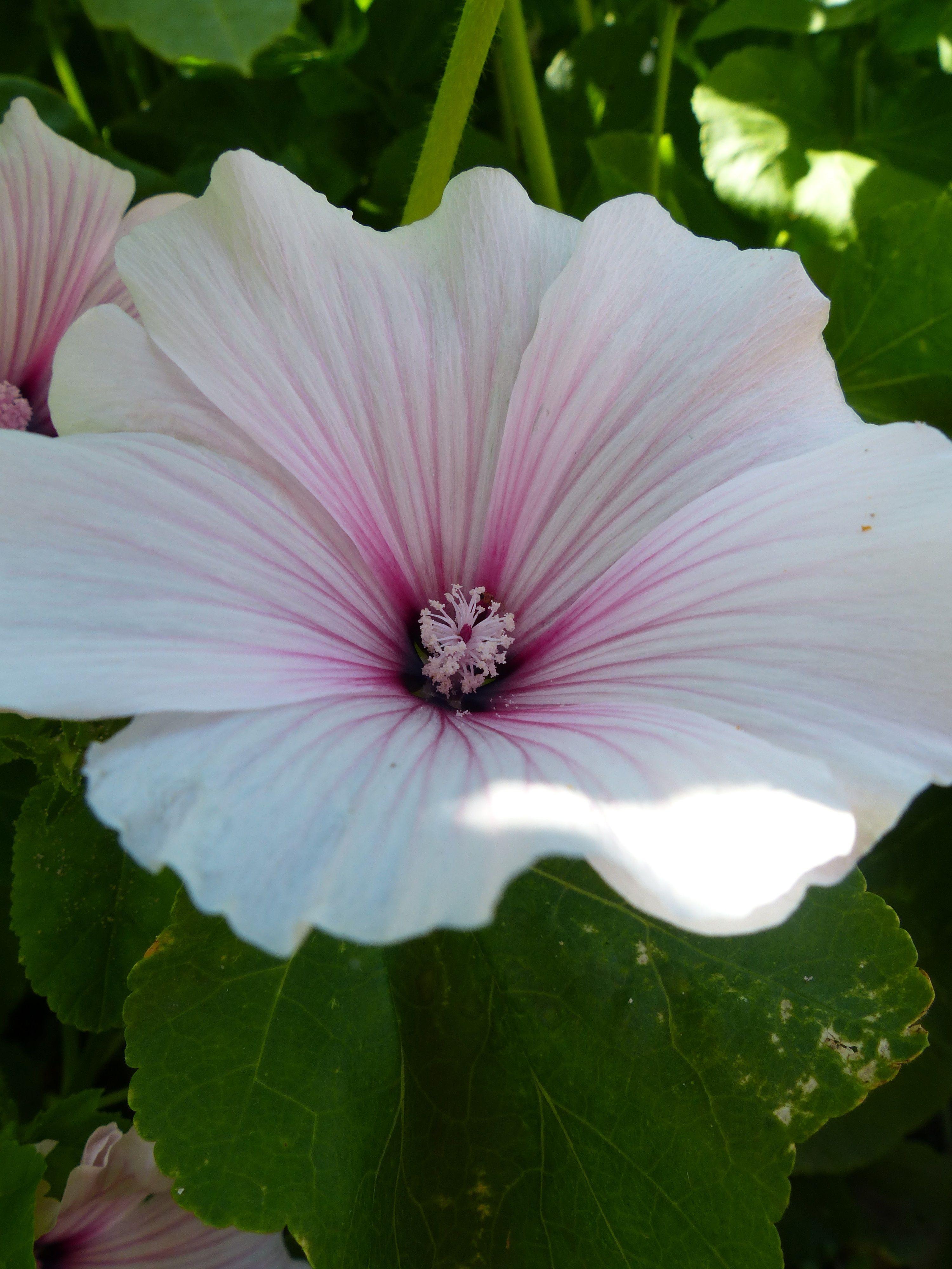 Pin By Scott Bryan Cooper On Garden Flowers Plantings. Flowers