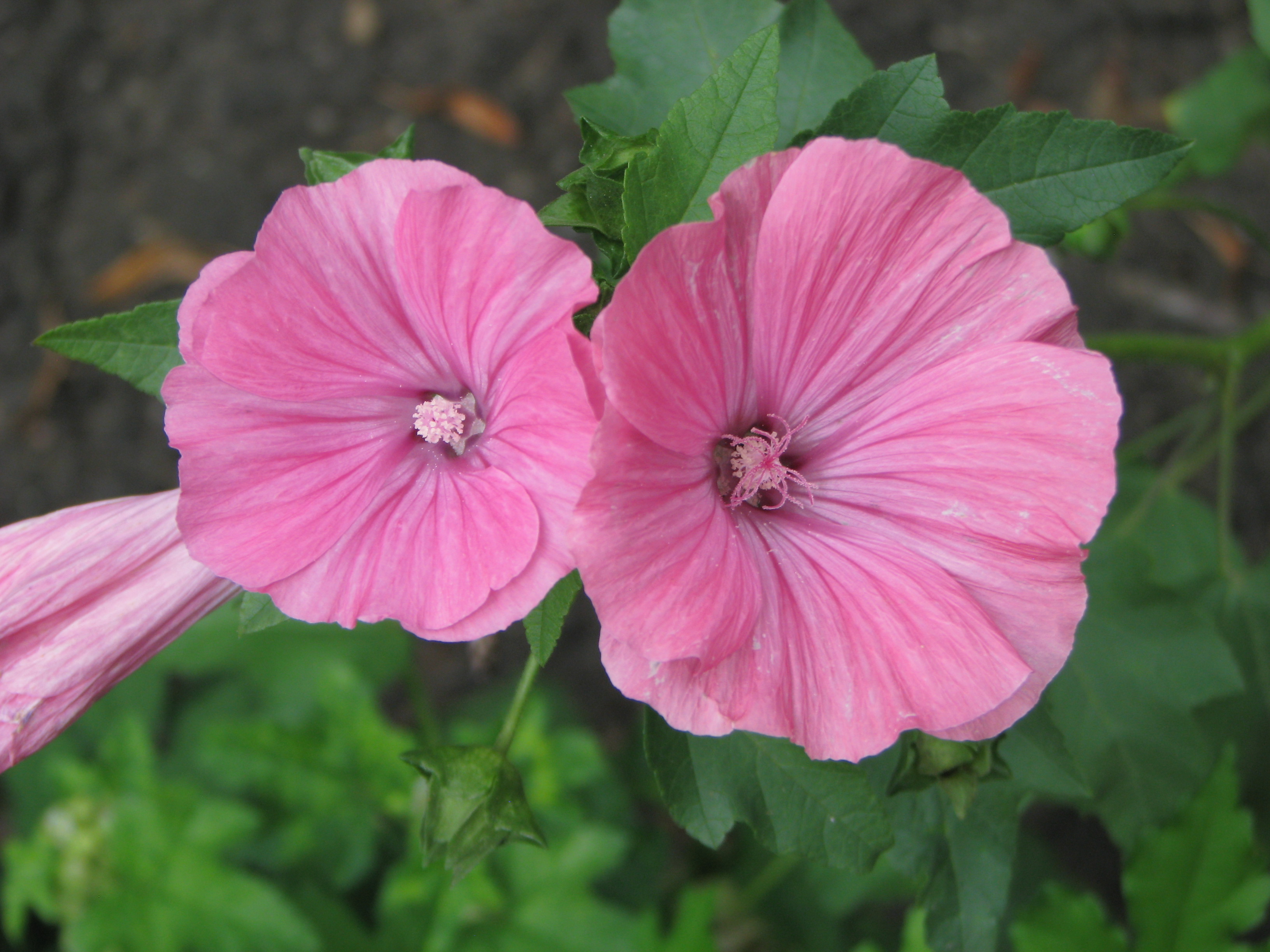 Lavatera Trimestris 2013 08 11
