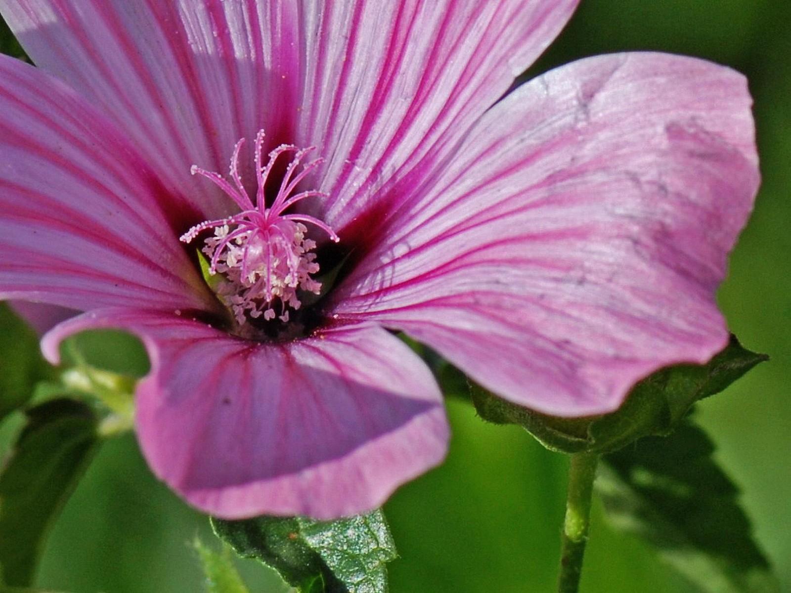 Lavatera trimestris L. Flora of Israel Online