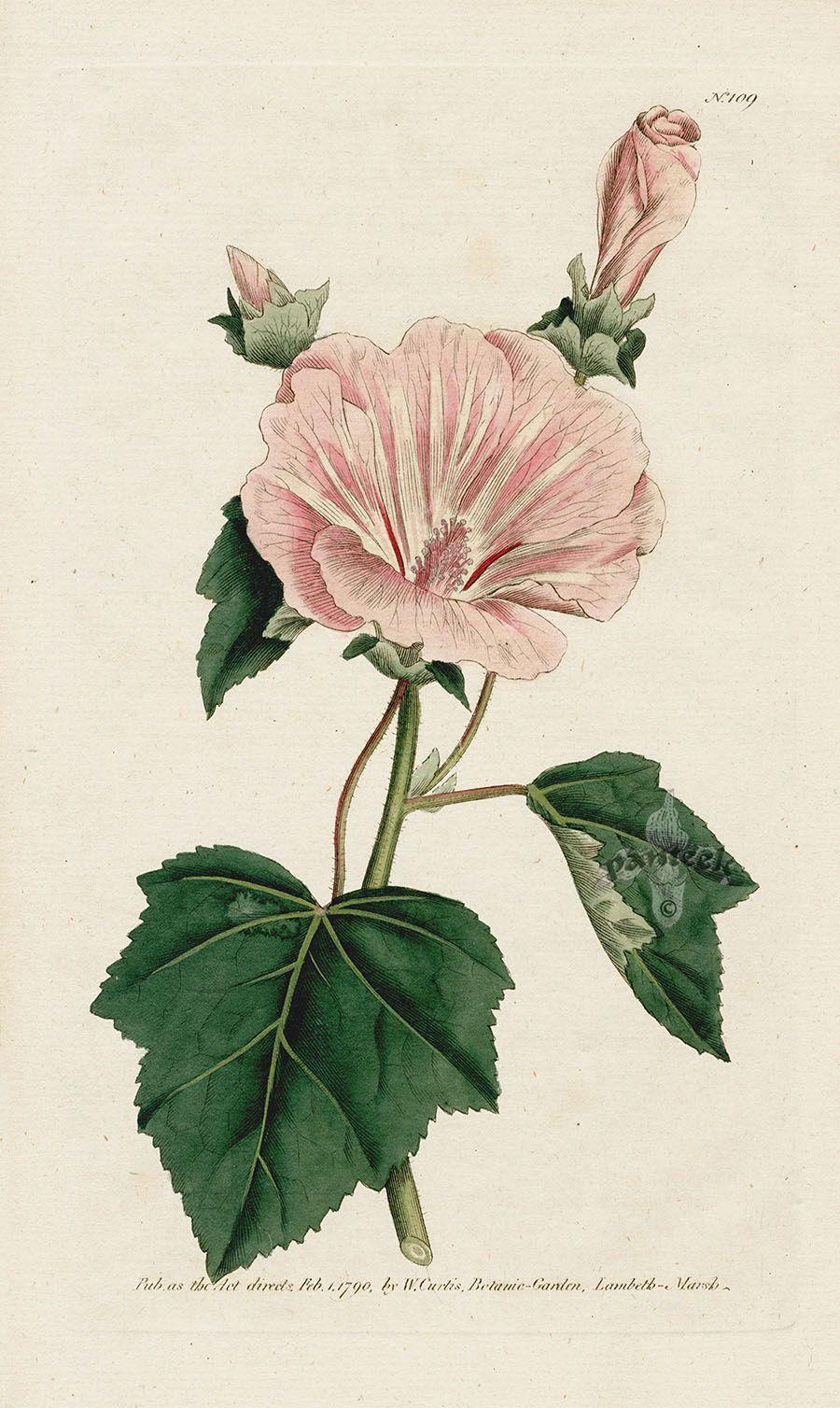 Lavatera Trimestris. Annual Lavatera. from William Curtis Botanical