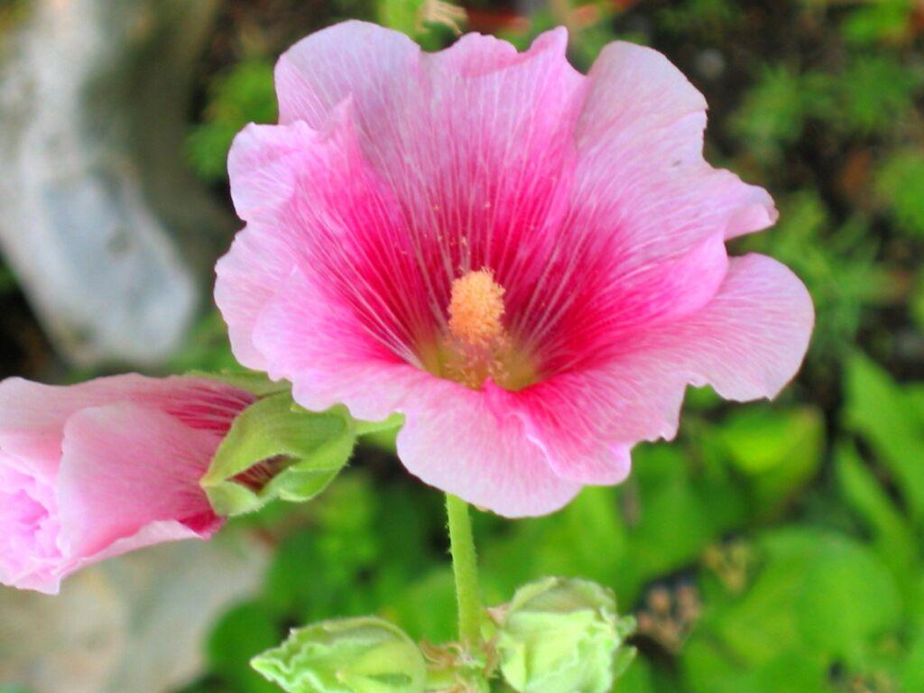 Lavatera trimestris, la enciclopedia libre
