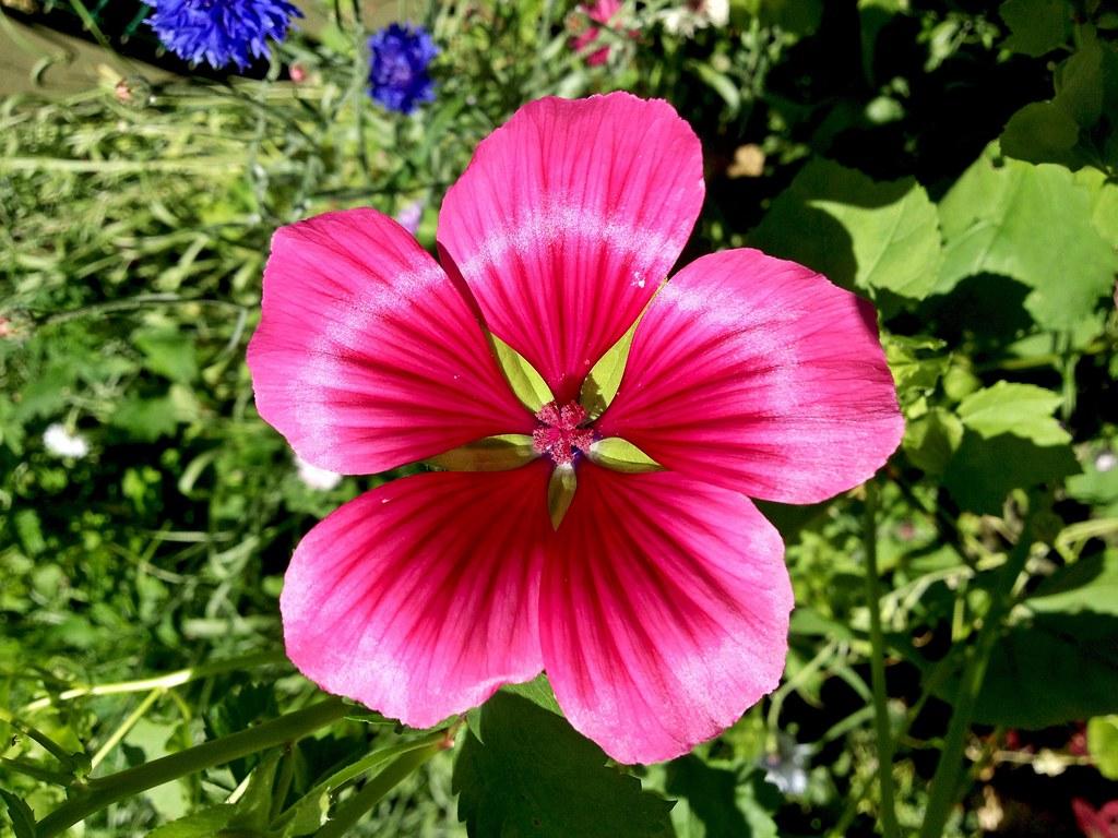 Lavatera trimestris. Chris Alban Hansen