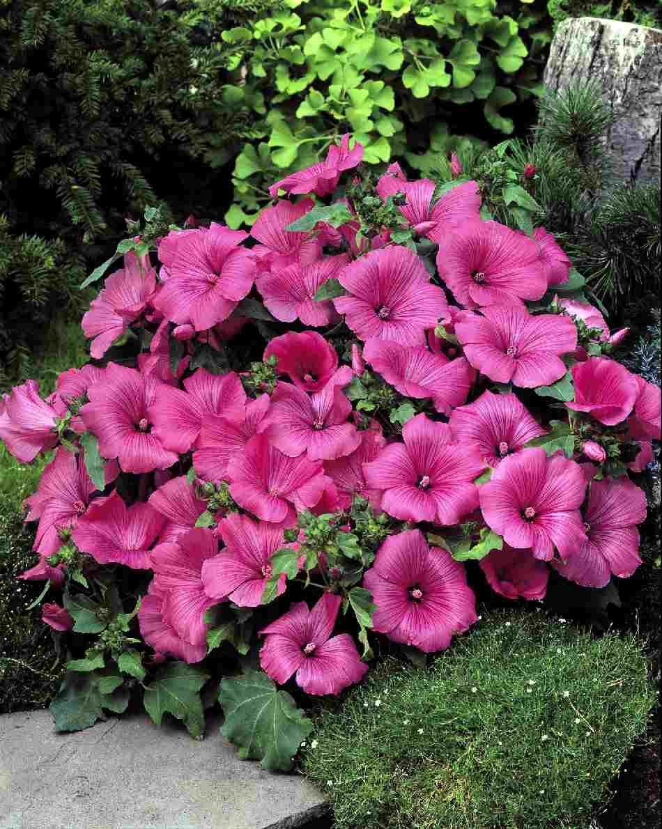 LAVATERA trimestris TWINS HOT PINK. Mallow (Lavatera). Flower