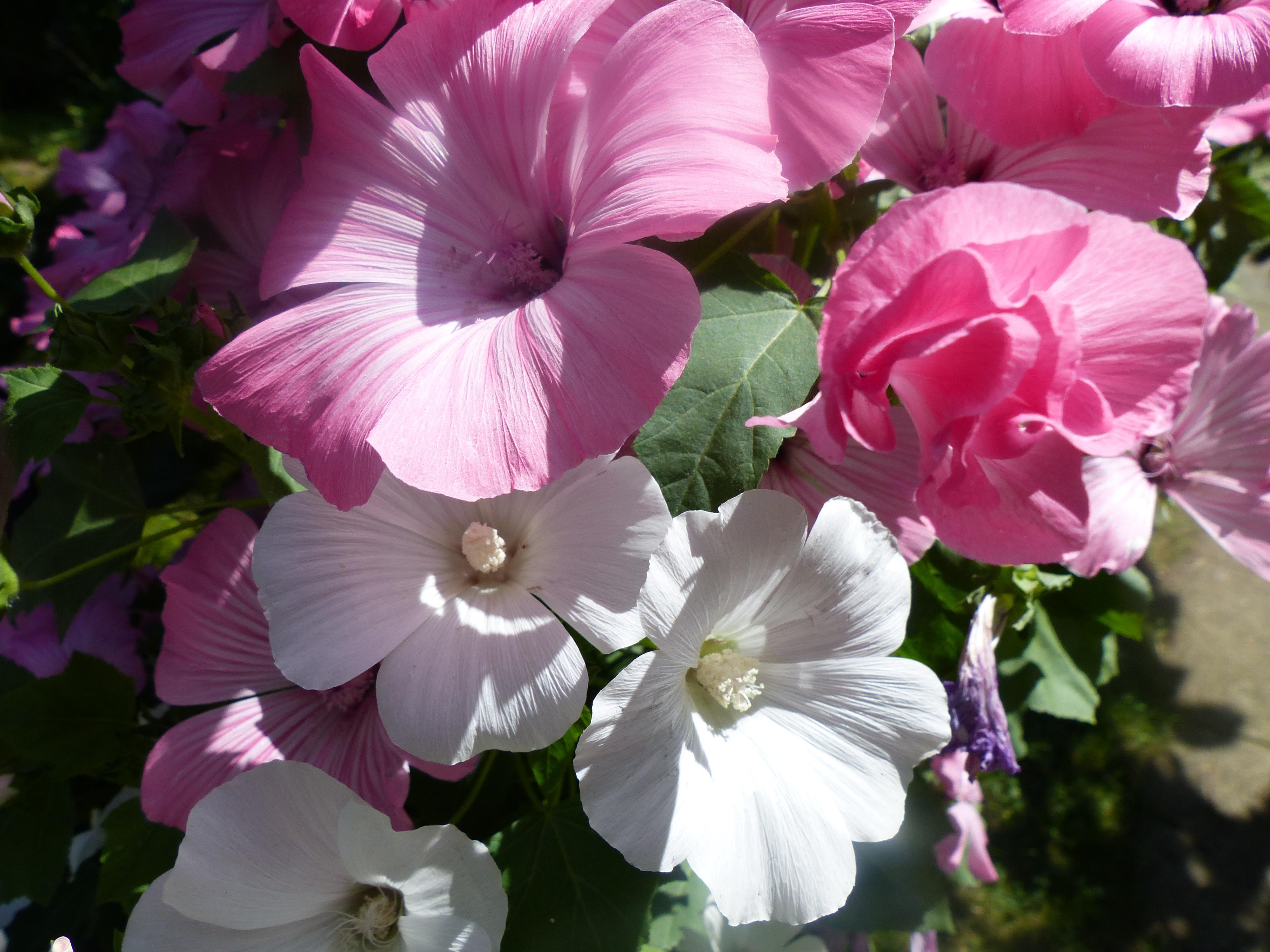 Bechermalven weiß 'Mont Blanc' und rosa Lavatera trimestris