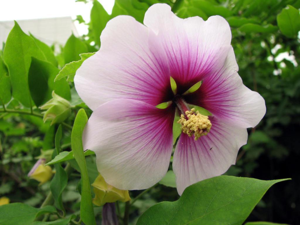 ROSE MALLOW (Bush Mallow) Hibiscus Lavatera Trimestris Flower Seeds