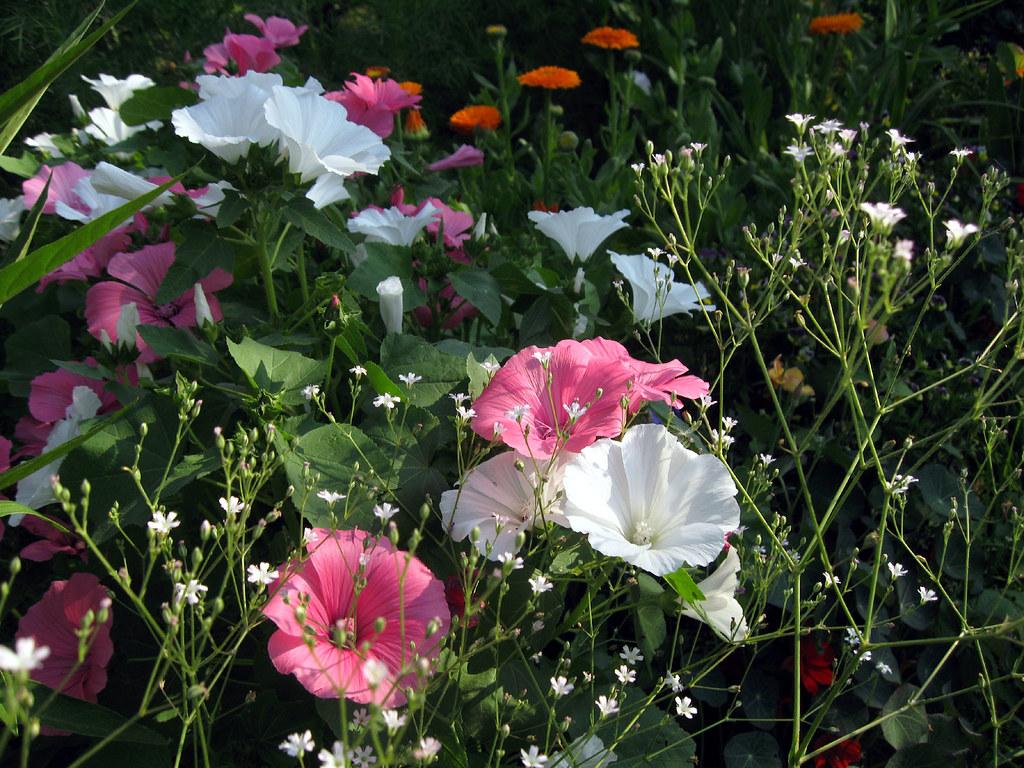 Лаватера 'Parade', Lavatera trimestris 'Parade mixed'