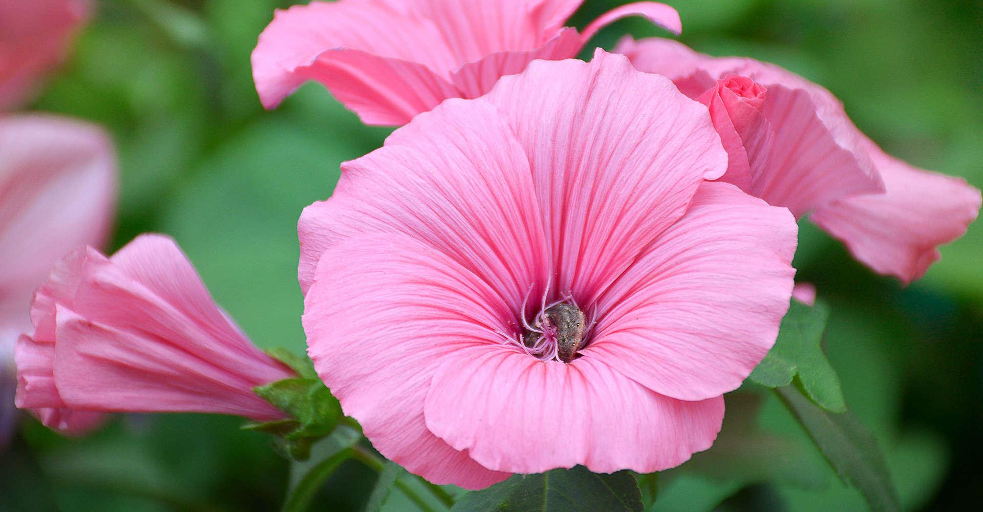 Садовый цветок с розовыми цветами фото и названия