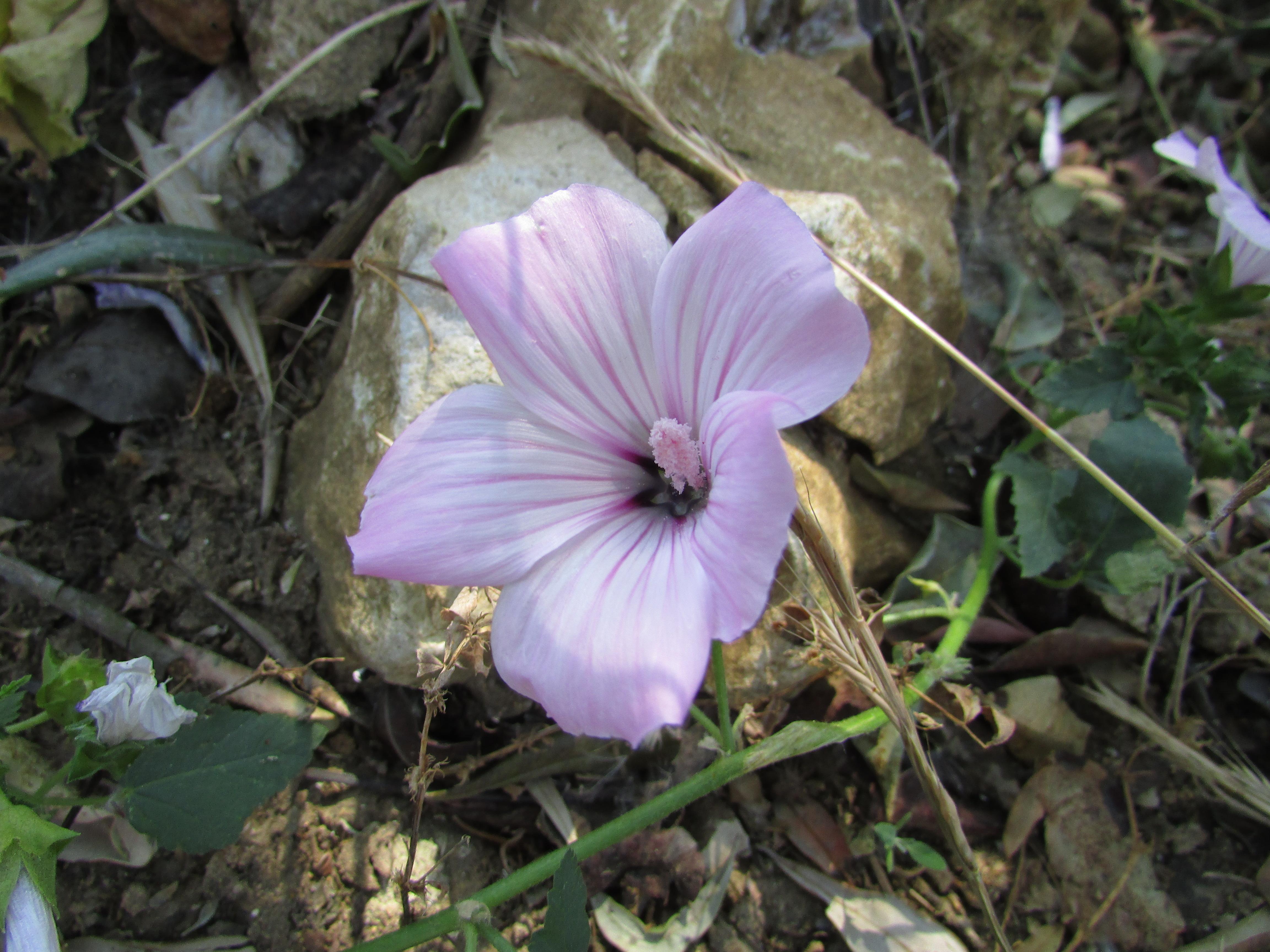 Rose Mallow, (Lavatera trimestris), Branqueira, 07 June 2016