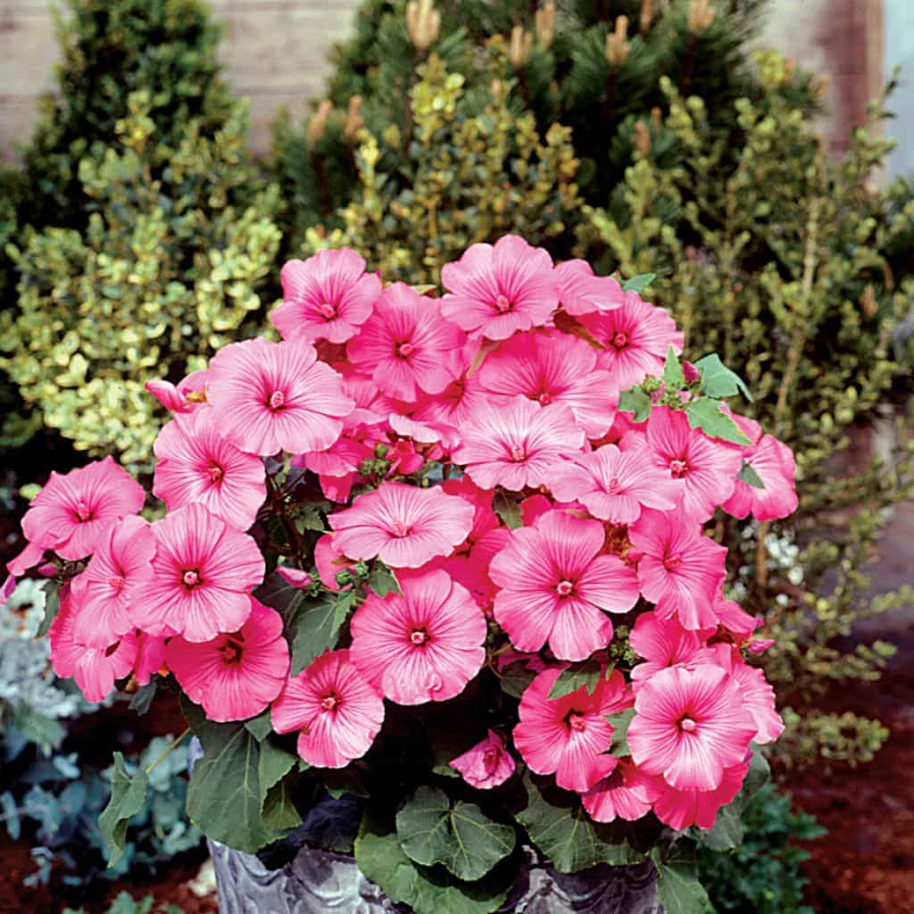 Pink Flowering Lavatera Plants Lavatera Plants In