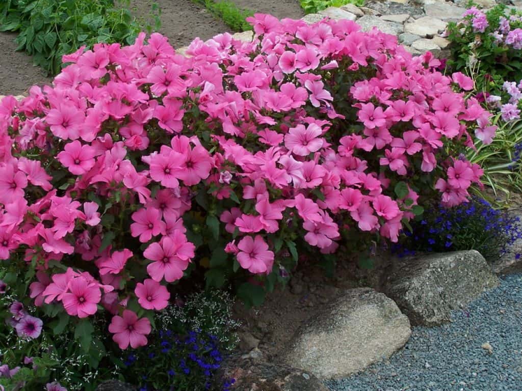 Outdoor Garden Yard With Lavatera Plants Lavatera Plants