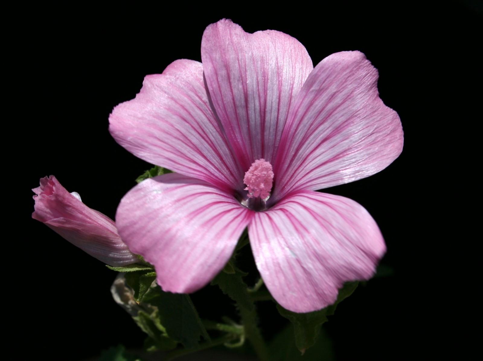 Lavatera trimestris L. Flora of Israel Online
