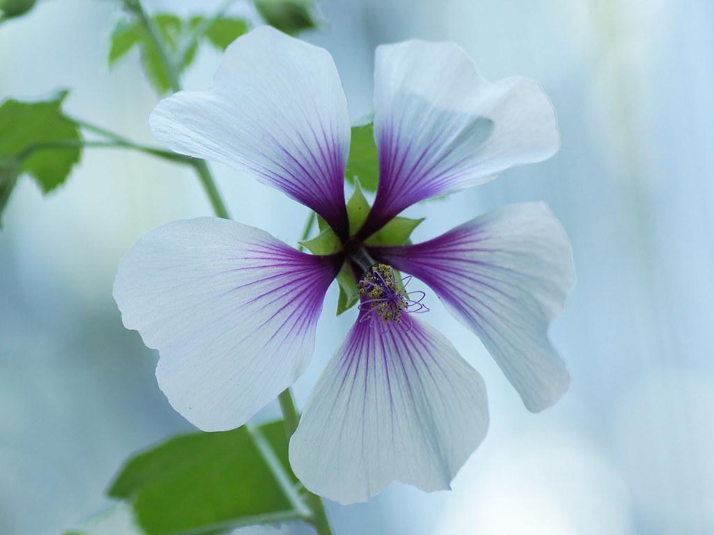 Lavatera Trimestris. ラバテラ・トリメストリス 1301 3000 ハナアオイ