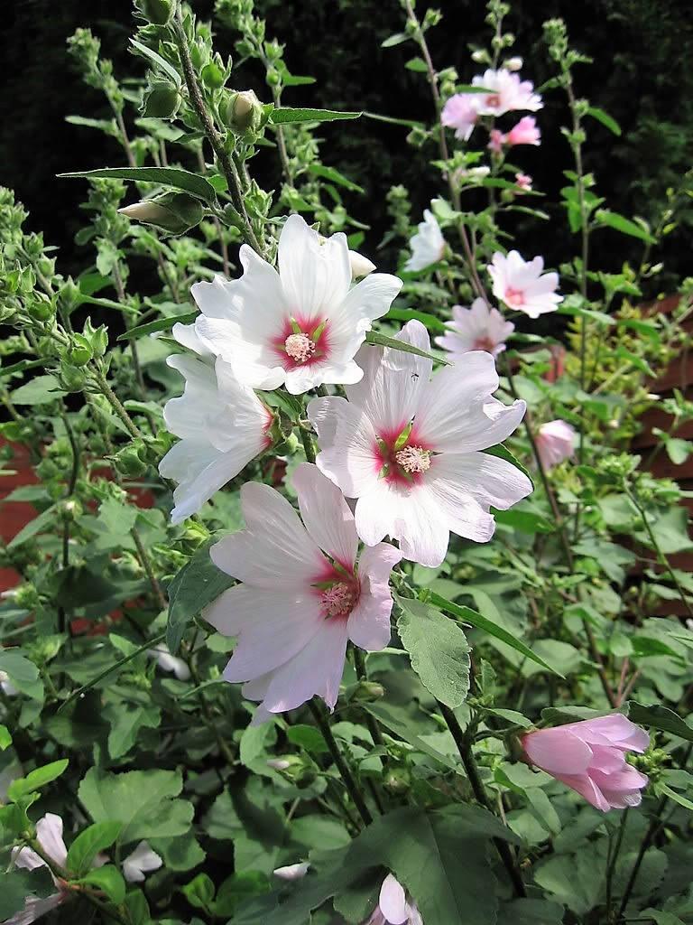 ROSE MALLOW (Bush Mallow) Hibiscus Lavatera Trimestris Flower Seeds