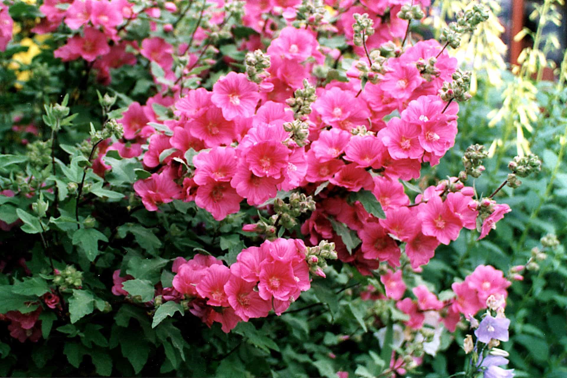 Garden With Lavatera Flowering Pink Plants Lavatera