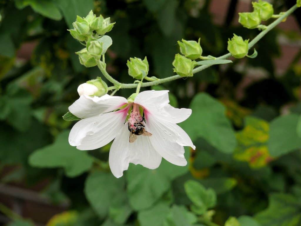Lavatera Care Guide: How to Grow Tree Mallows