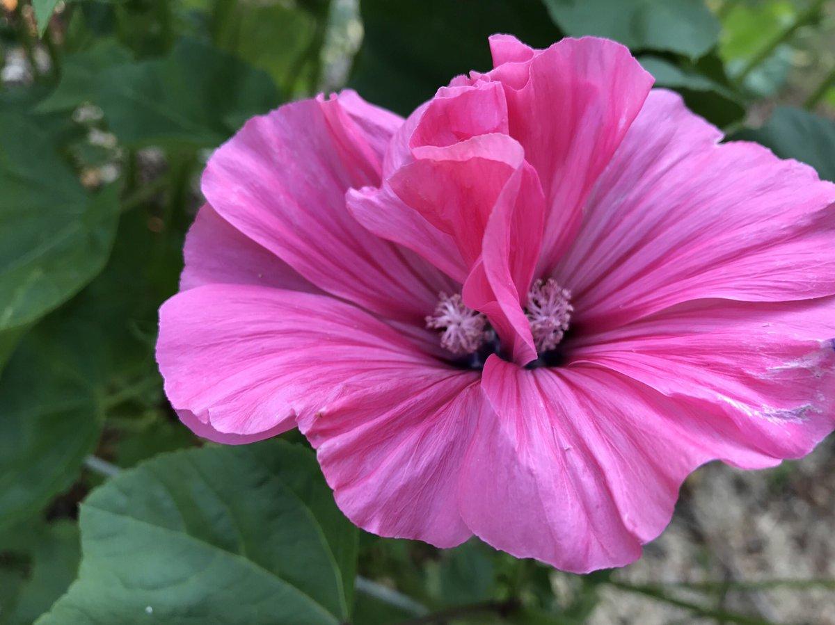 lavatera