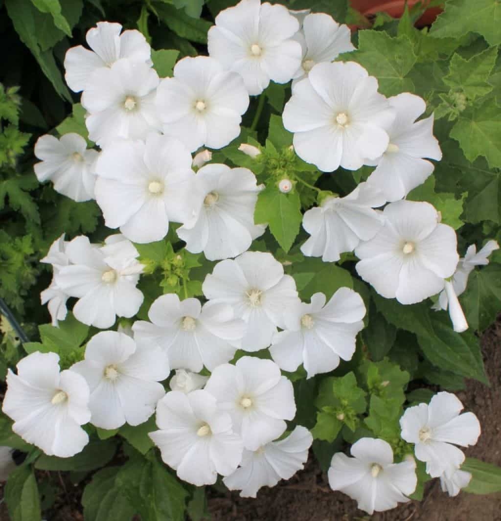 White Lavatera Flowering Plants Lavatera Plants In