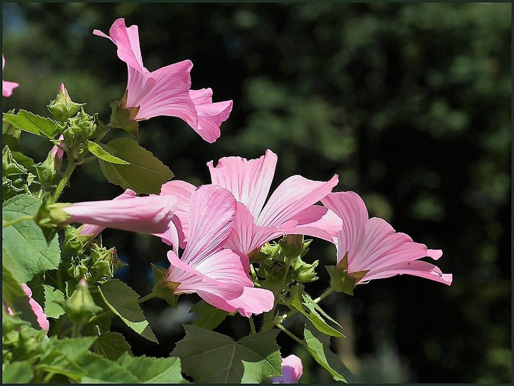 ROSE MALLOW (Bush Mallow) Hibiscus Lavatera Trimestris Flower Seeds