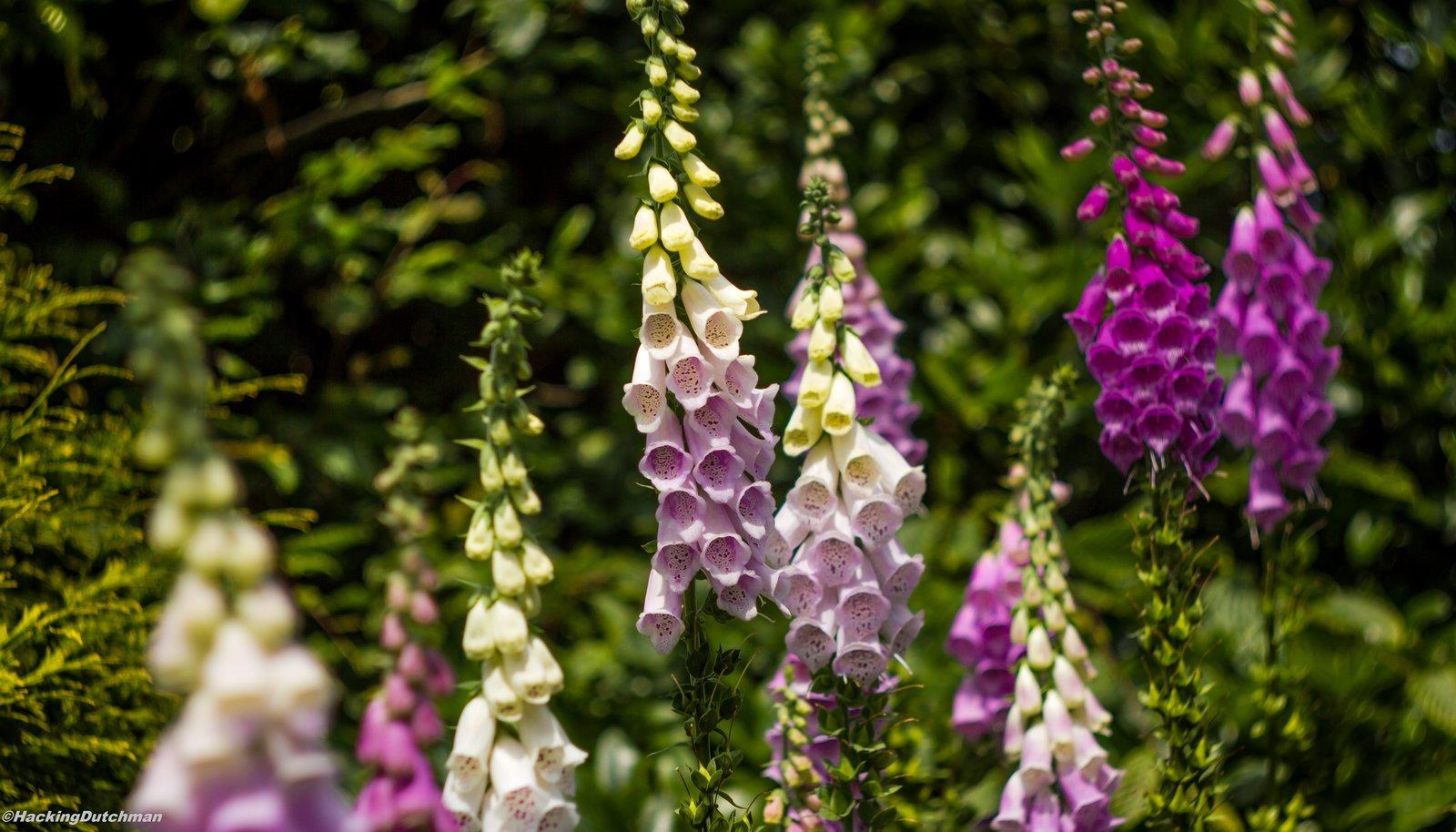 Foxgloves Wallpapers - Wallpaper Cave