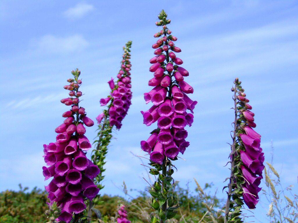 Foxgloves Wallpapers - Wallpaper Cave