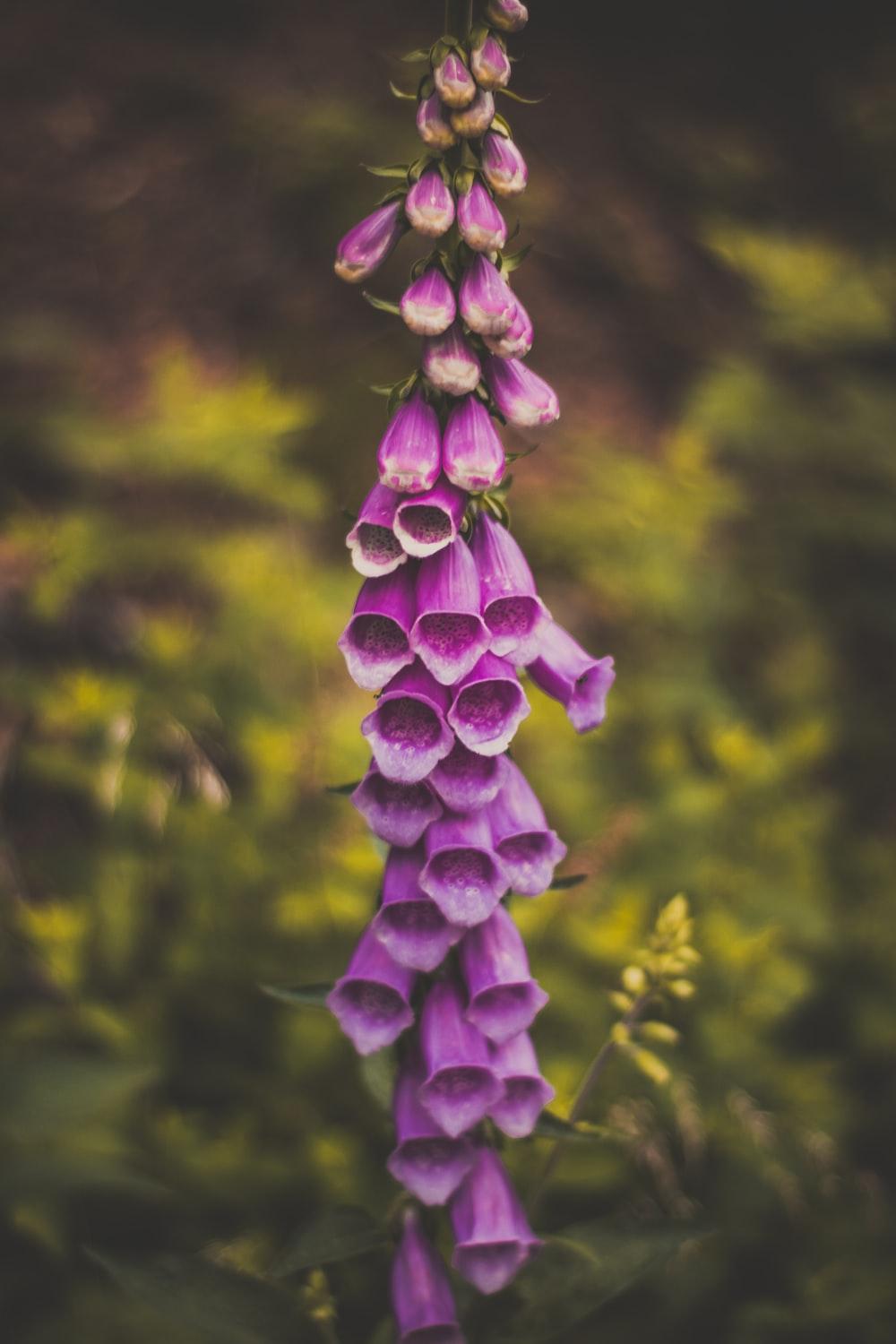 Violet Foxgloves Wallpapers - Wallpaper Cave