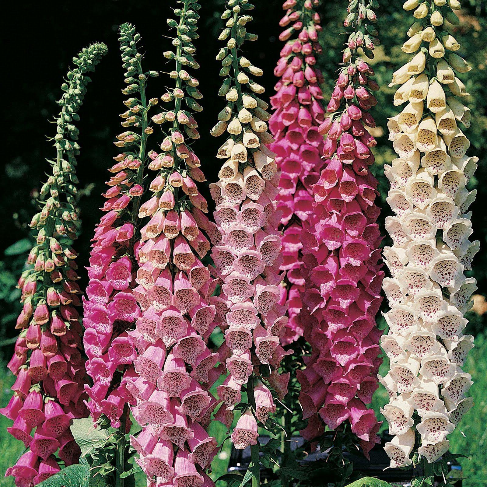 Foxgloves Wallpapers - Wallpaper Cave