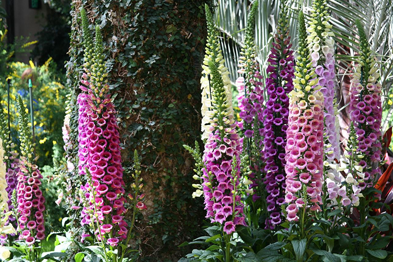 Foxgloves Wallpapers - Wallpaper Cave