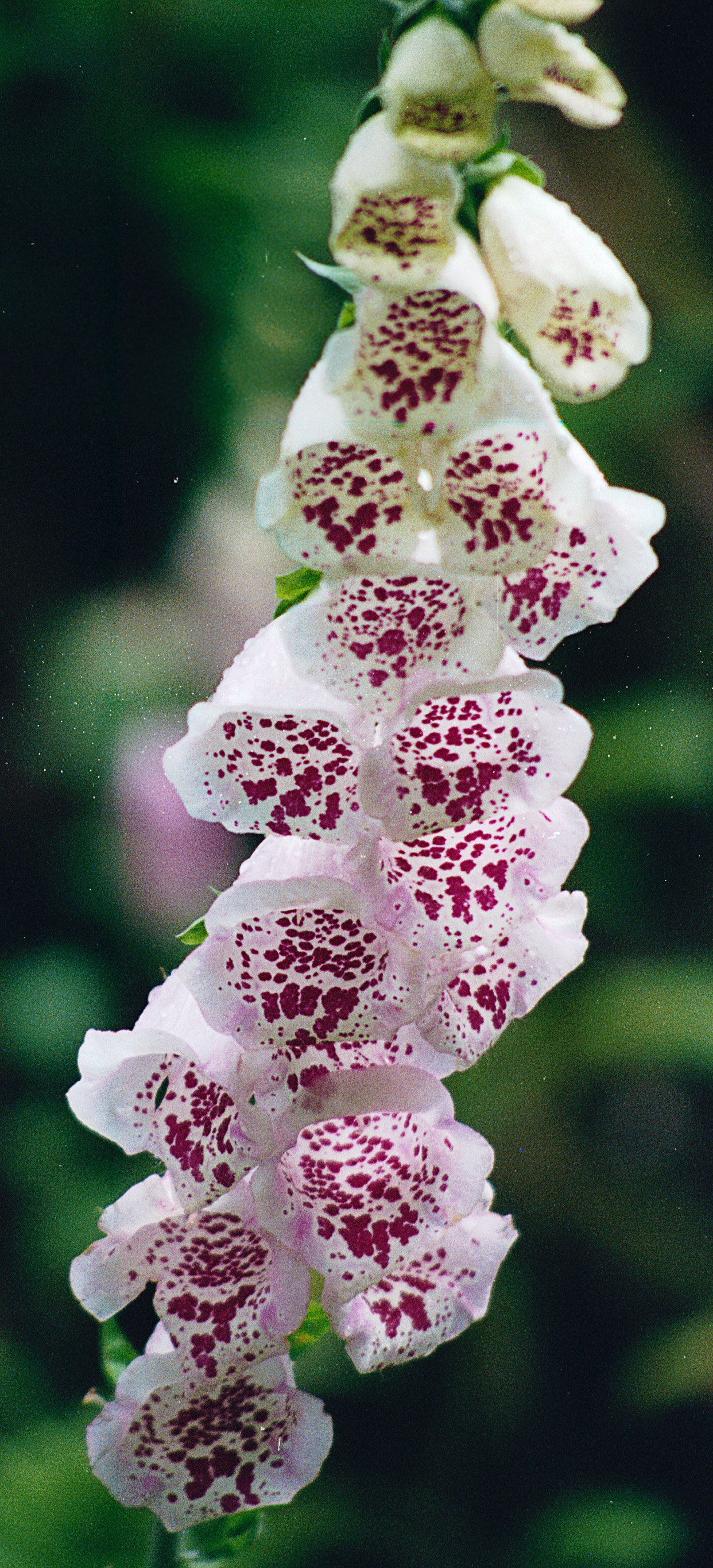 Foxgloves Wallpapers - Wallpaper Cave