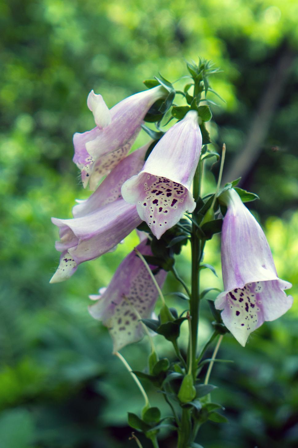Foxgloves Wallpapers - Wallpaper Cave