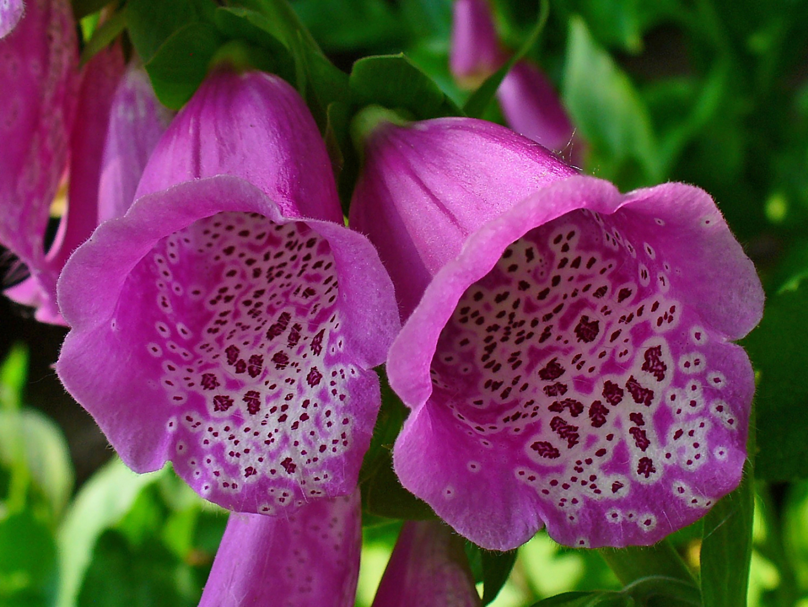 Digitalis Wallpaper High Quality