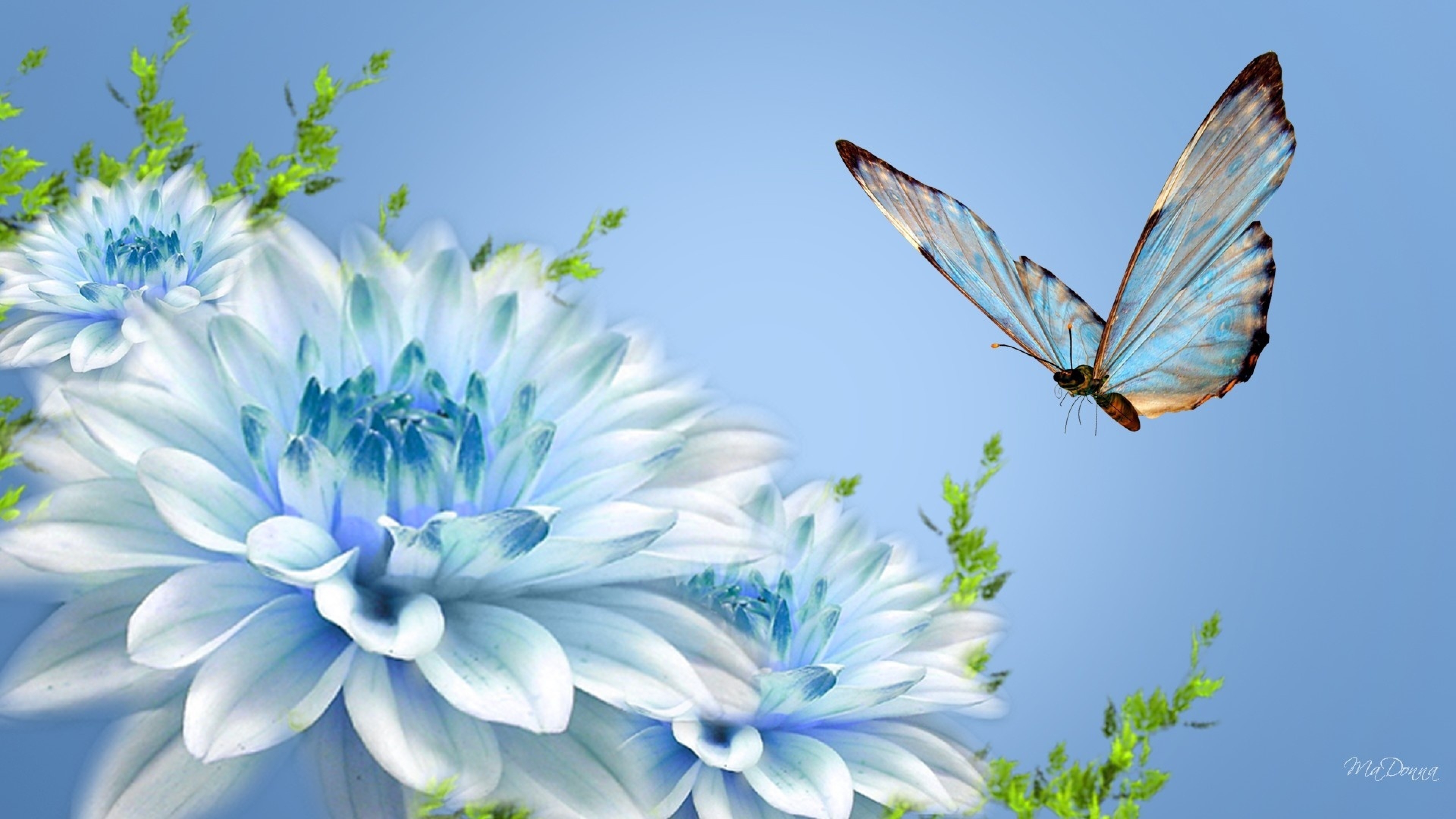 Blue Butterfly Flying HD Wallpaper, Background Image