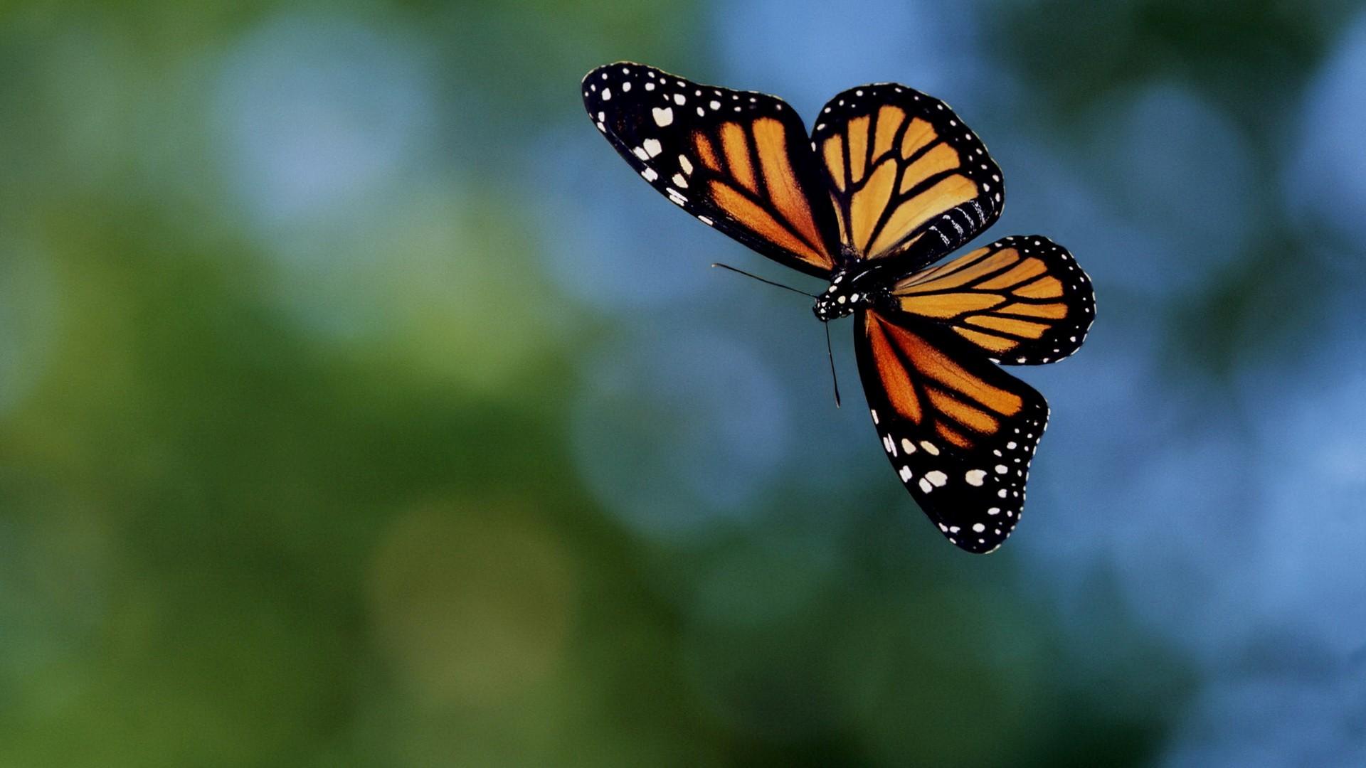 Flying Butterfly in Air HD Wallpaper