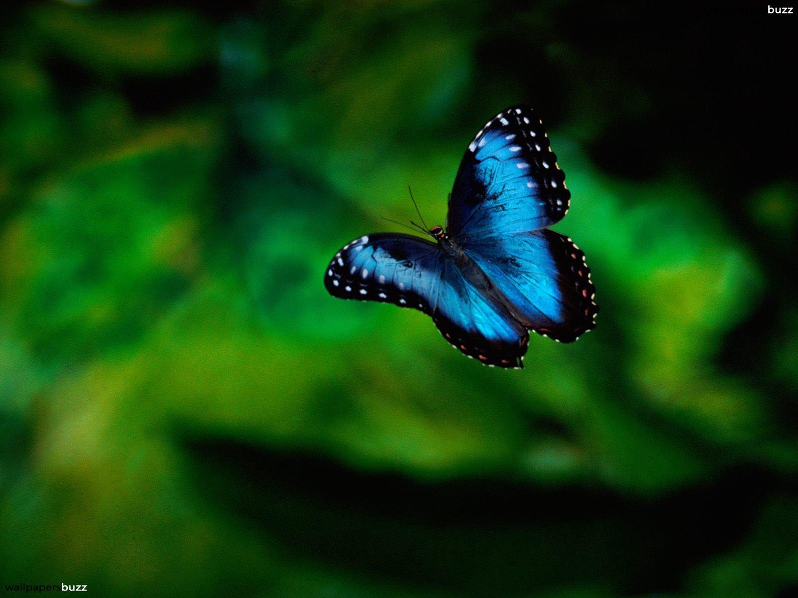 A flying blue butterfly HD Wallpaper