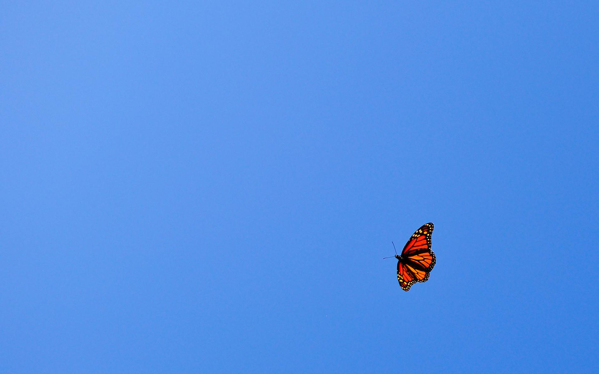 flying, Butterfly, Orange, Blue, Sky Wallpaper HD / Desktop