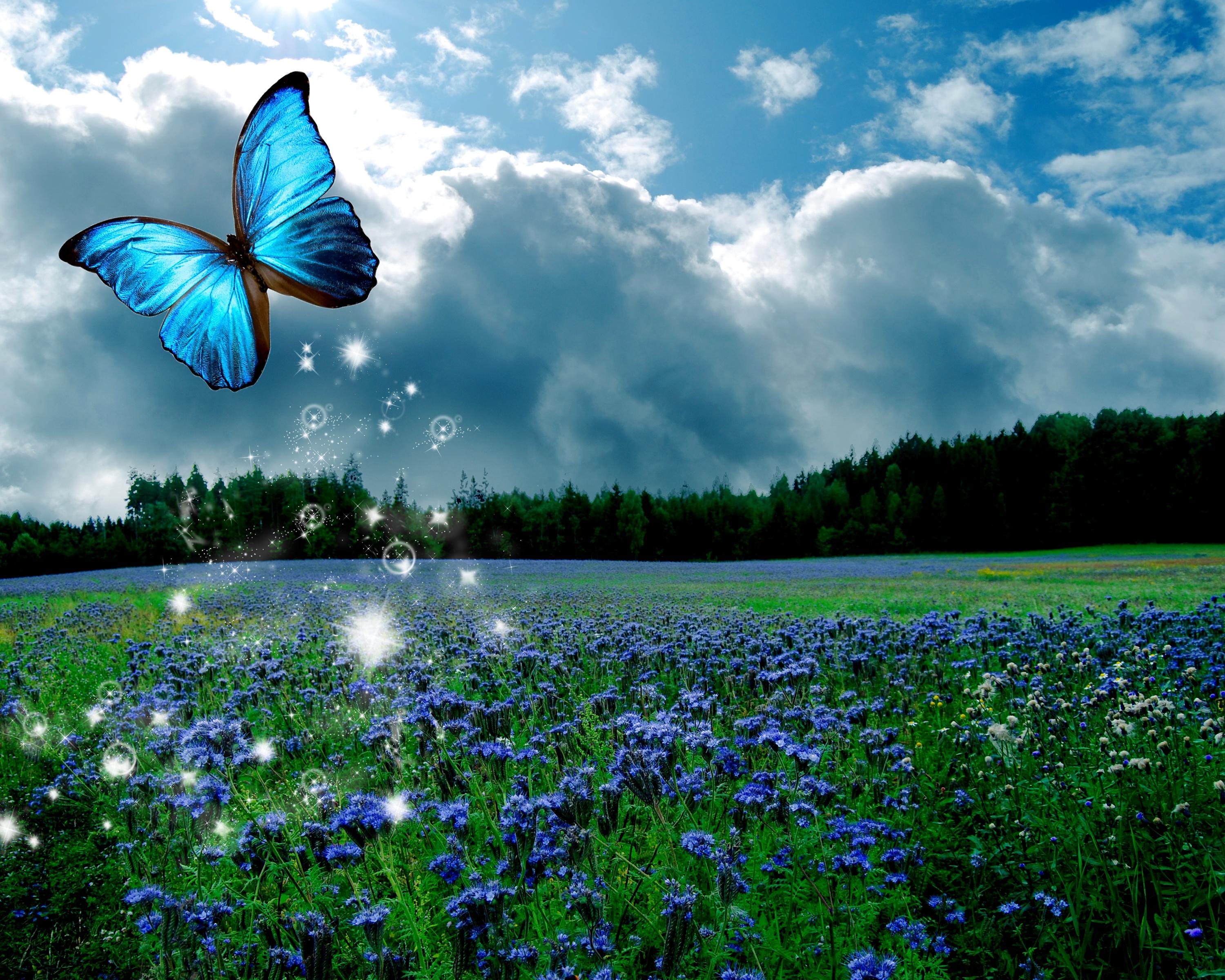 Butterfly in Flower Field HD Wallpaper. Background Image