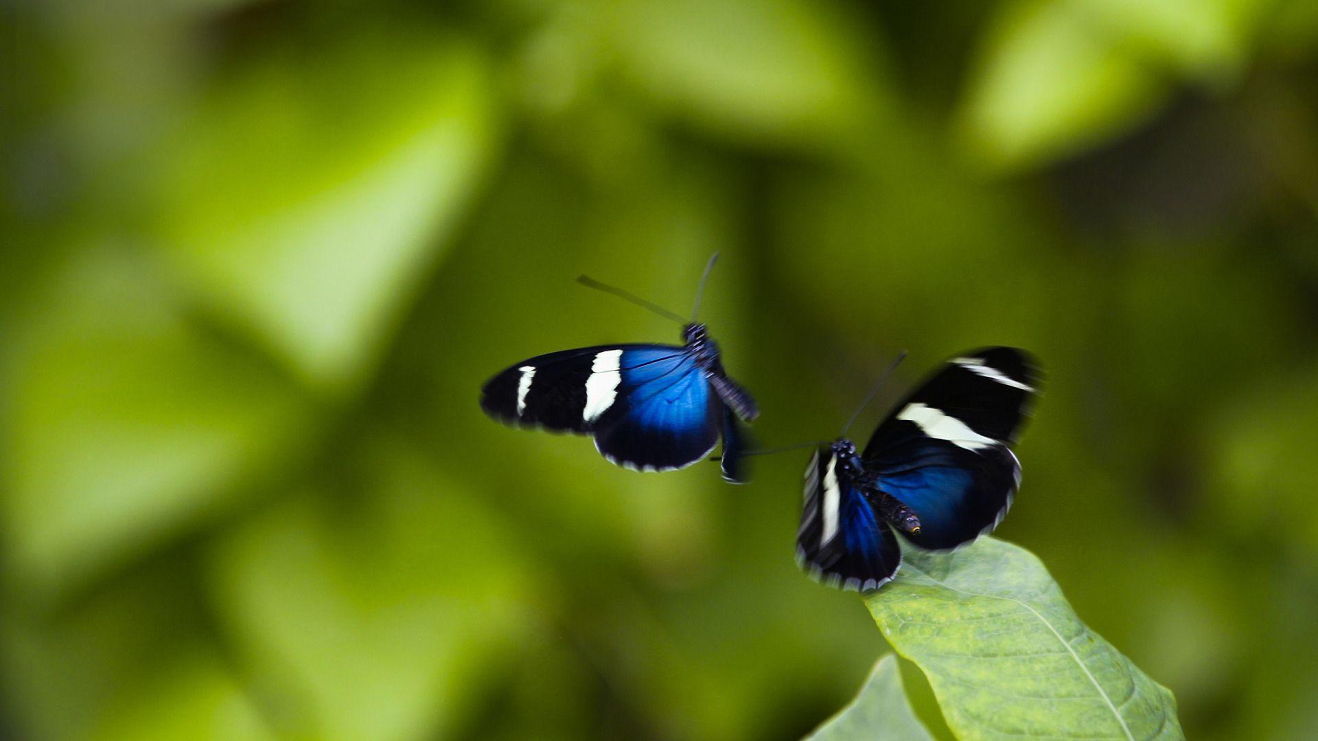 Nature Inspires: Butterflies!. Butterfly, Butterfly