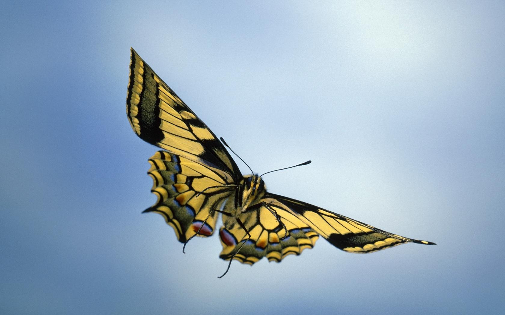 Download wallpaper 1680x1050 butterflies, flying, background