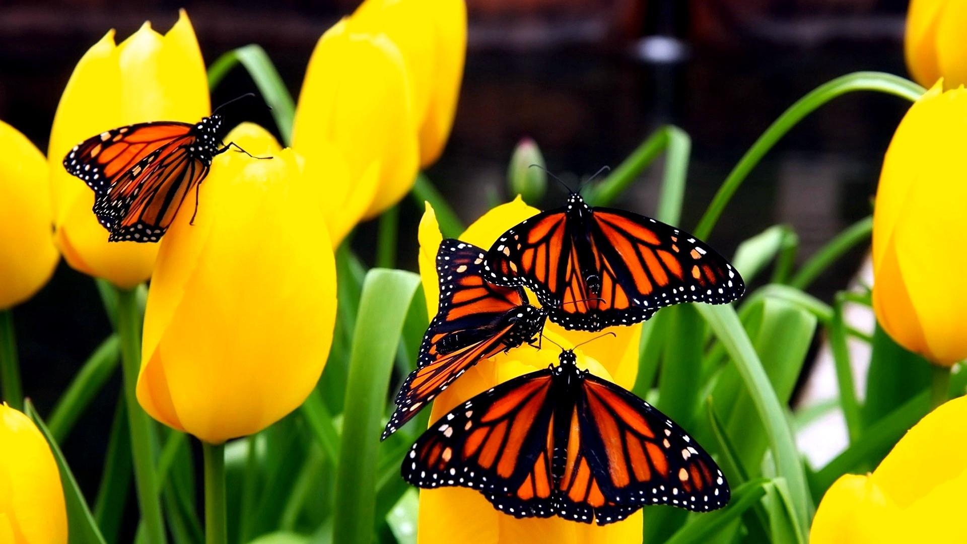 Butterfly Flowers Flying , Image, HD Wallpaper