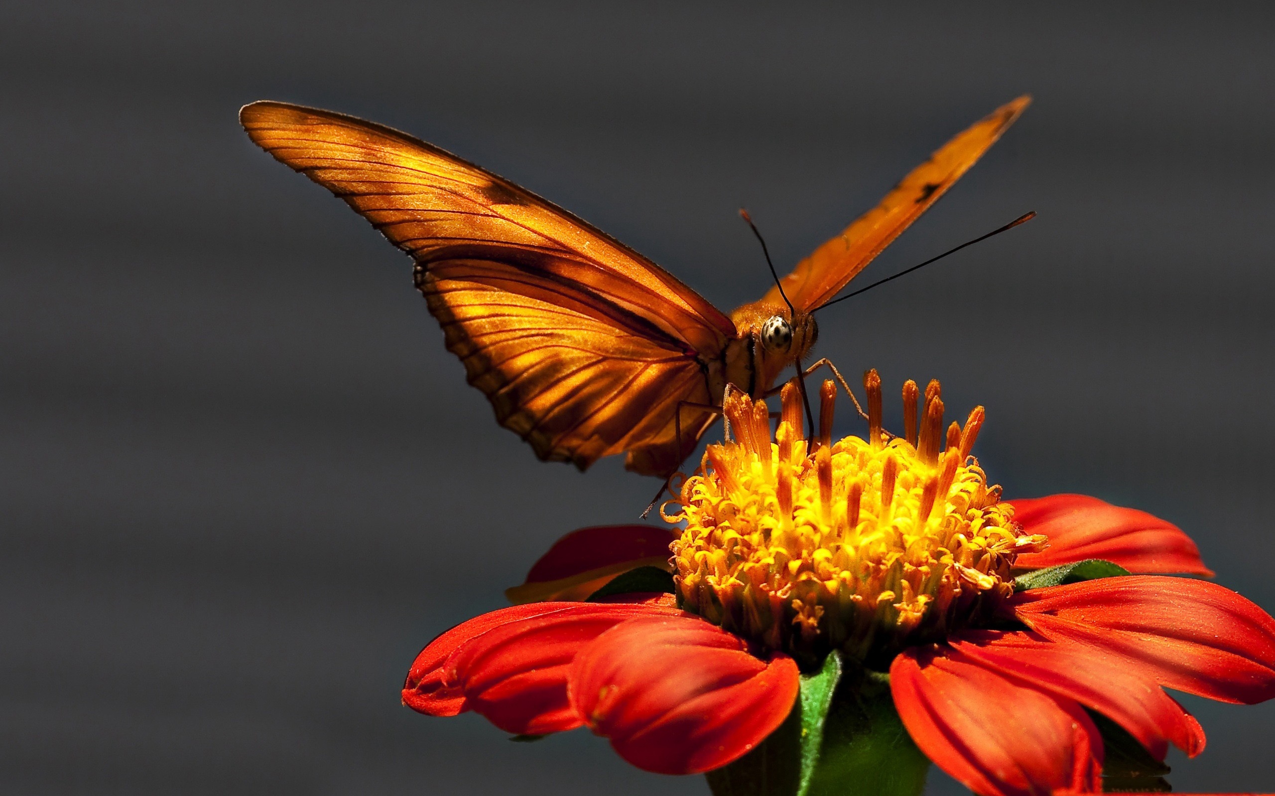 Download wallpaper 2560x1600 butterfly, flying, wings, light HD